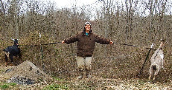 goats pulling Anna in both directions