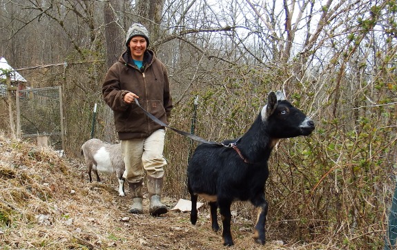 goats looking cute on parade