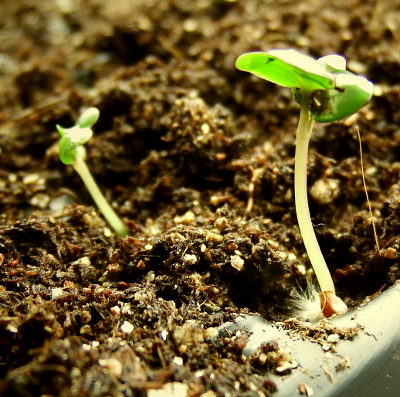 Broccoli seedling