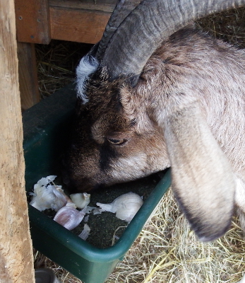 Goat eating garlic