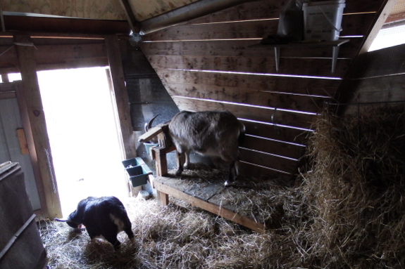 Morning in the goat barn