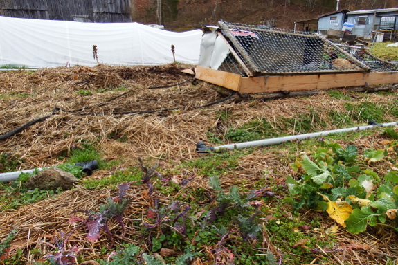 Chickens preparing new ground