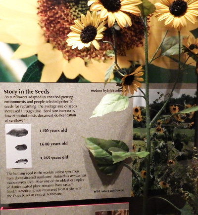 Cultivated sunflower evolution