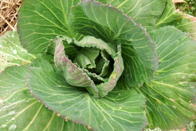 Overwintering cabbage