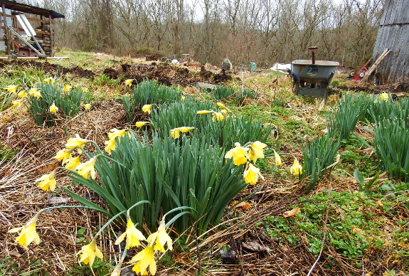 Spreading compost