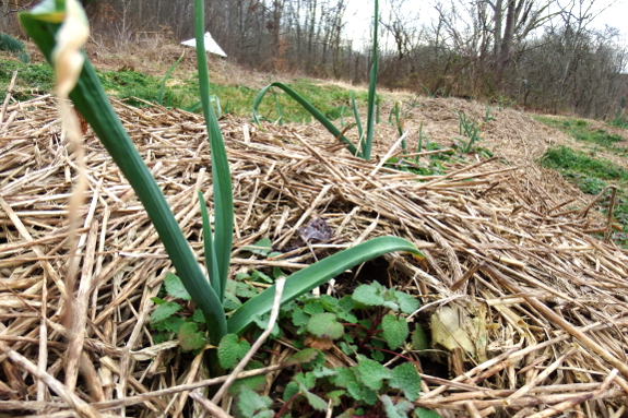 Spring garlic