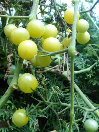 Ripening tomatoes