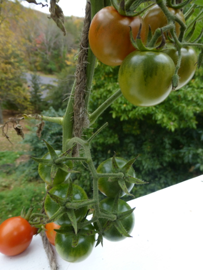 String-trained tomato