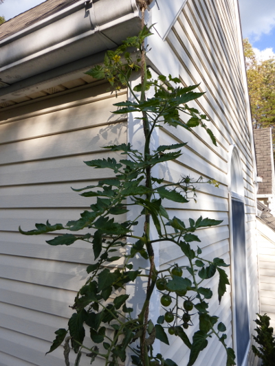 Tall tomato plant