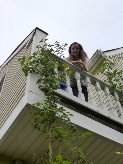 Two-story tomatoes