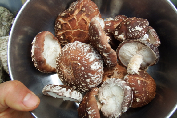 Bowl of shiitake mushrooms