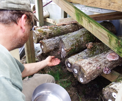 Fruiting mushroom logs