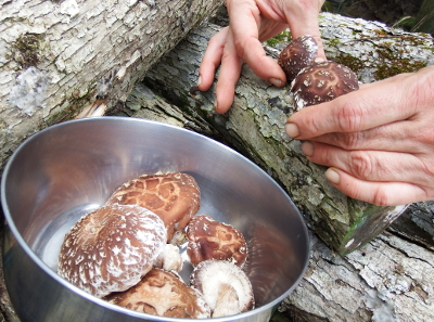 Miniature shiitake log