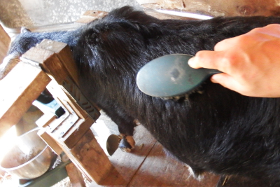 Brushing a goat