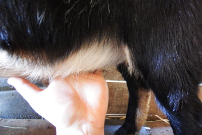 Feeling for goat kids
