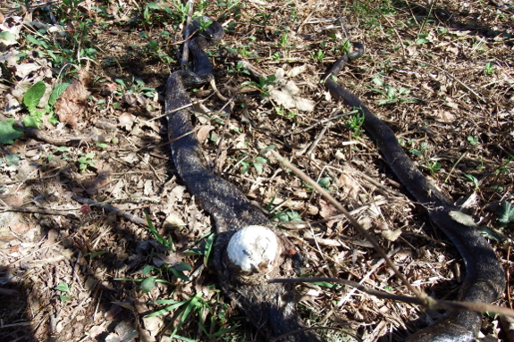 Golf ball in snake