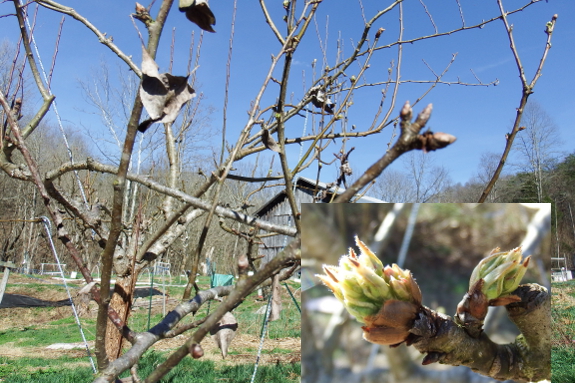 Opening pear buds