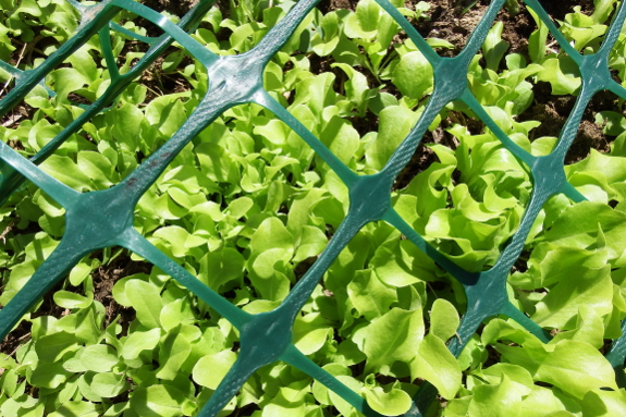 Protected lettuce