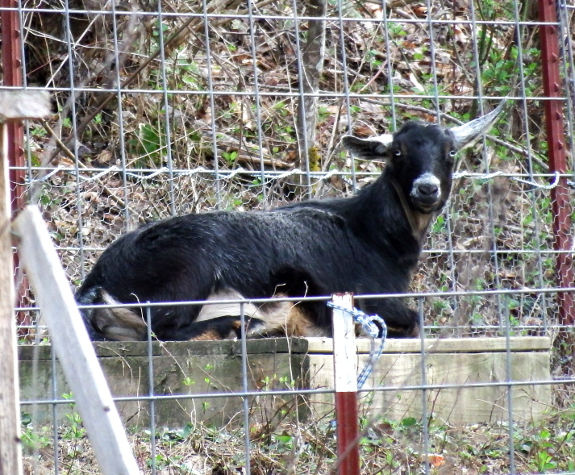 Goat lounging porch