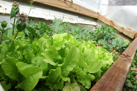 cold frame one year later