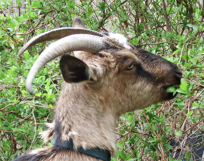 Goat eating honeysuckle