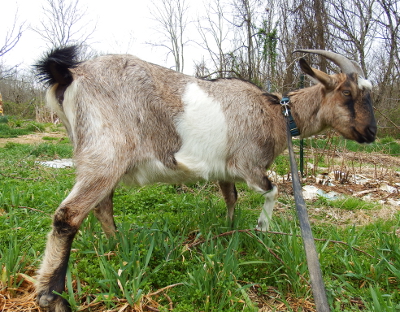 Goat on a leash