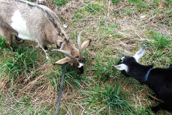 Goats from above