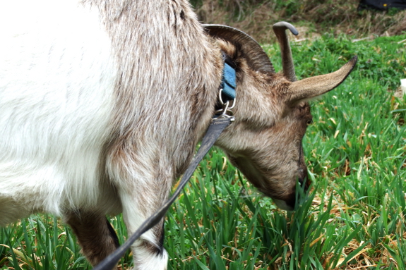 Grazing goat