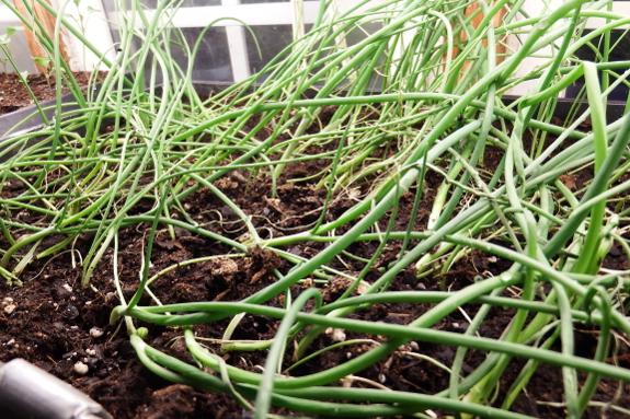 Onion seedlings