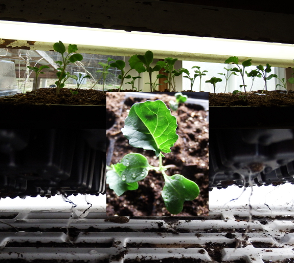 Seedlings under lights