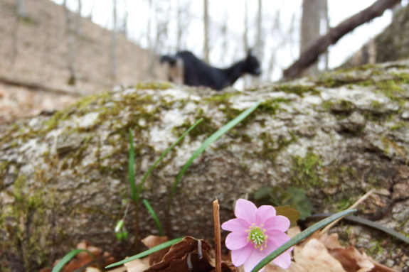 Anemone goat