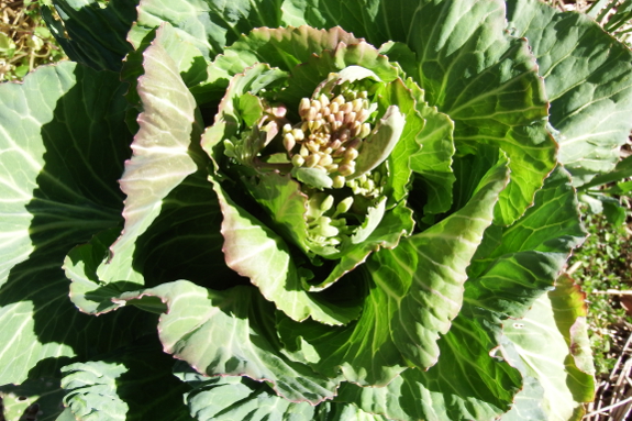 Blooming cabbage