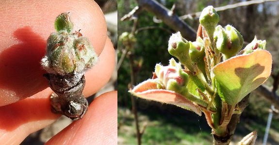 Apple and pear flower buds