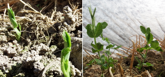 Early spring peas