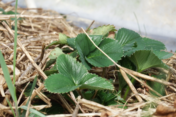 Spring strawberry growth