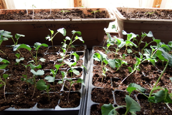 Broccoli seedlings