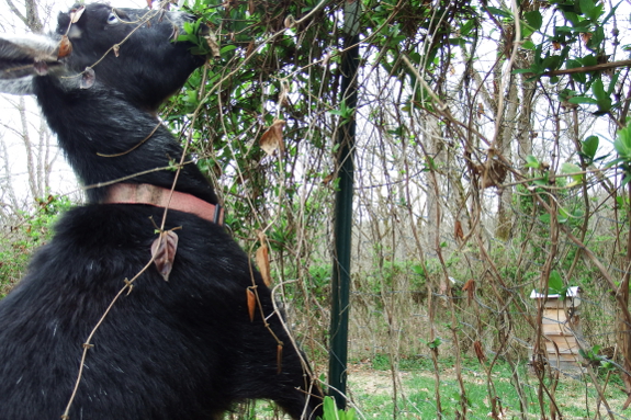 Goat eating honeysuckle