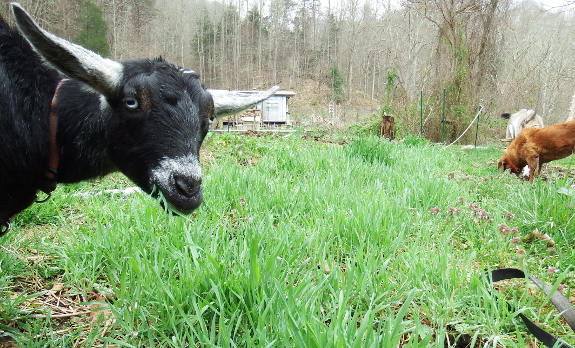 Grazing goat