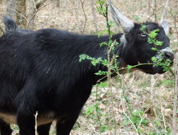 Goat eating multiflora rose