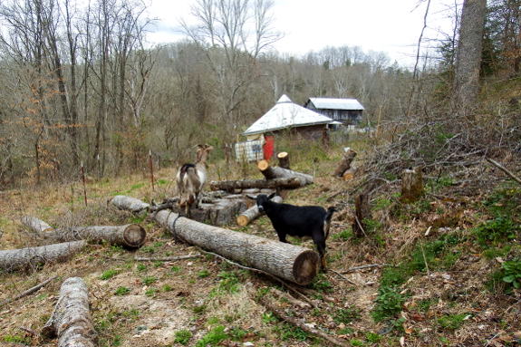 Goat log landing