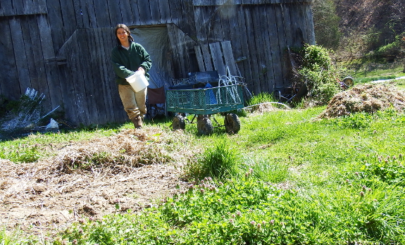 Planting oats