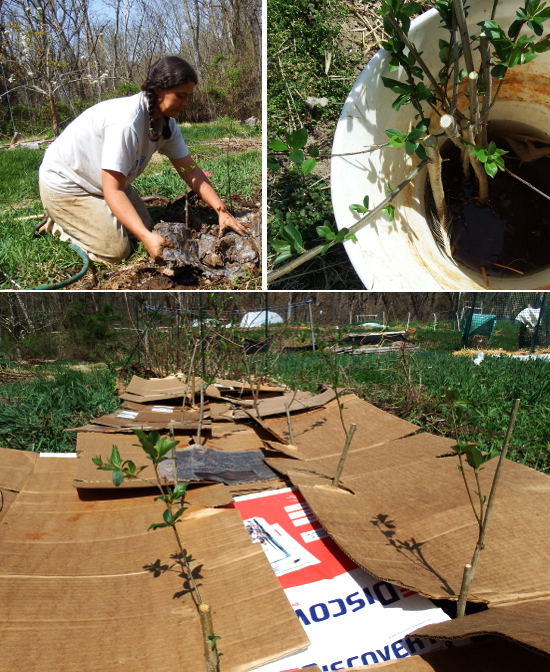 Planting plum rootstock