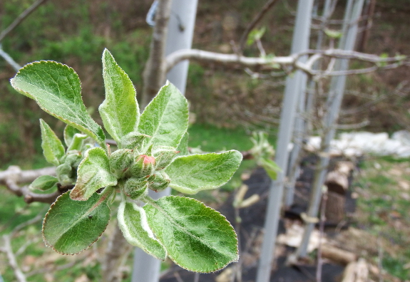 High-density apple flower