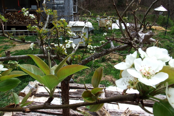 Pear flower homestead