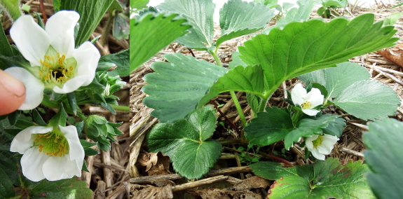 Early strawberry blooms