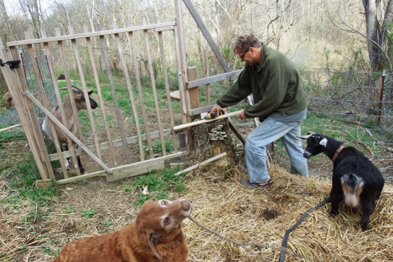 fixing goat fence
