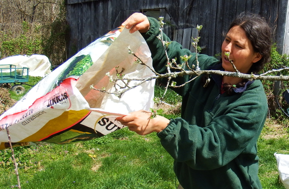 Protecting tree flowers