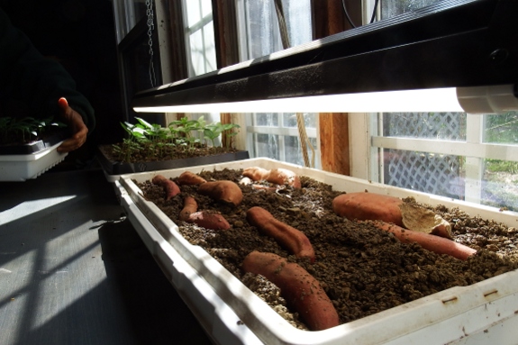 sweet potato starting