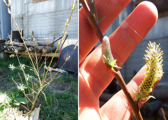 Rooted willow cuttings