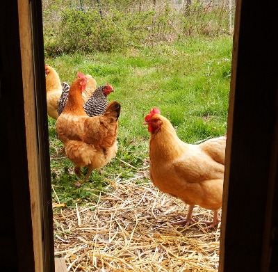 Chickens outdoors